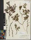 Foto von Salix myrsinifolia Salisb. x Salix phylicifolia L.
